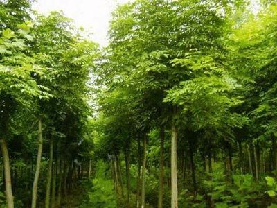 湖北潛江苗木聯(lián)盟-湖北欒樹(shù),湖北欒樹(shù)苗