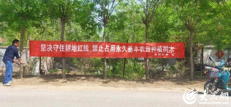 濰坊青州:益都街道探索低效苗木“三融合” 守牢耕地保護(hù)底線