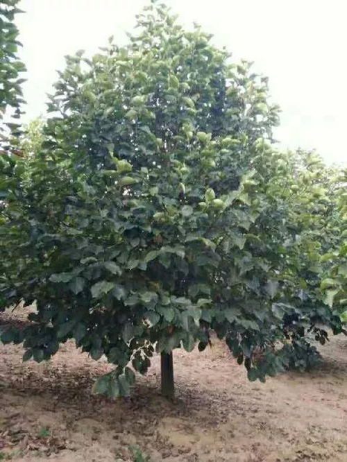 恭喜方城縣綠怡苗木種植專業(yè)合作社入駐苗木通 河南劉坤 紅玉蘭