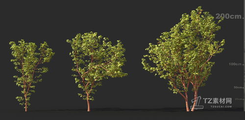 3dmax72種樹木和灌木模型,超多種類值得擁有