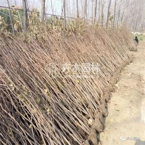 南方紫荊花開的是什么時間