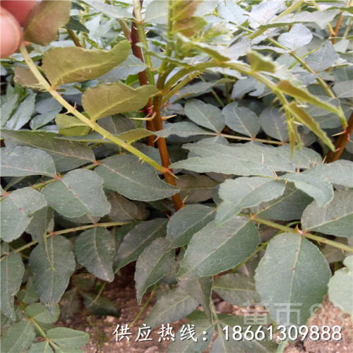【廣安市花椒苗木價格種植方法銷售】- 
