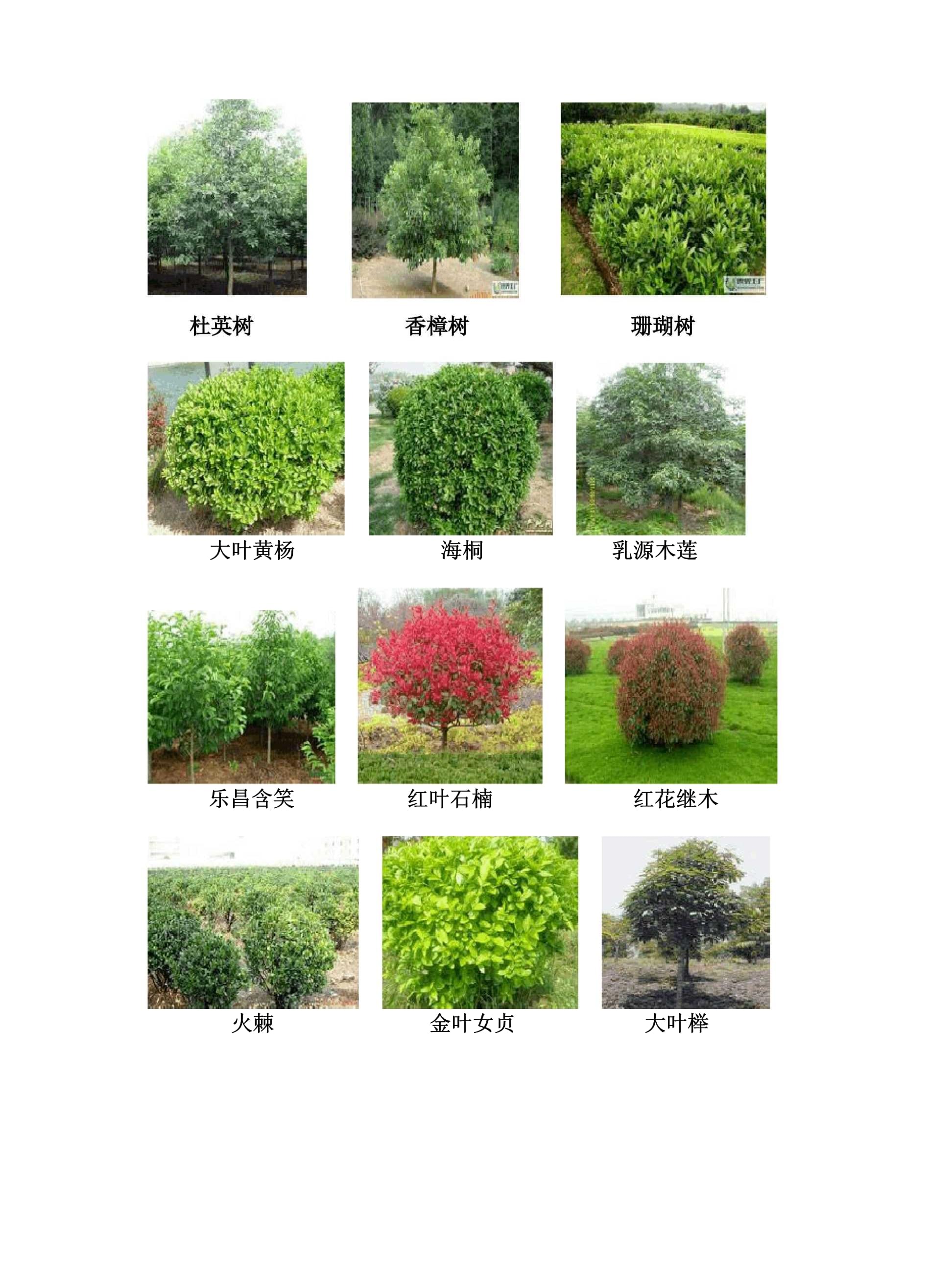 村莊綠化植物配置模式及照片