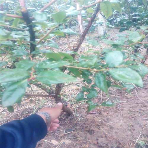 【錫林郭勒盟布里吉塔藍(lán)莓苗一畝地種植多少錢林木銷售】- 