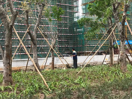 植綠化,提顏值 新城經(jīng)營人全力以赴 點(diǎn)靚 金雞百花電影節(jié)
