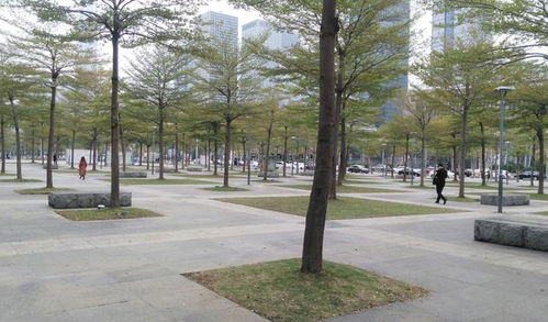 深圳市民中心這些樹木種得好整齊,帶你去看看