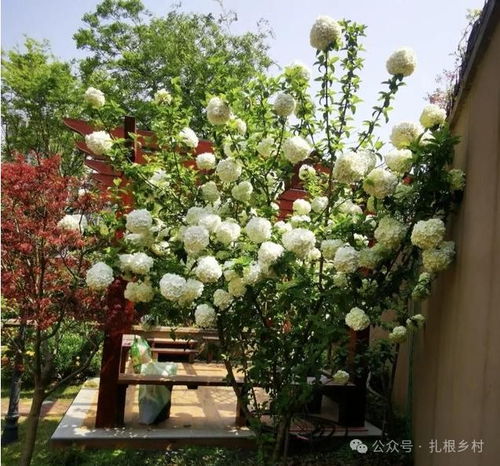 五樹進宅,家無寧日 ,不管院子多大,這五種樹不要栽種 榕樹 庭院 落葉 植物 網(wǎng)易訂閱
