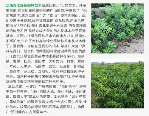 安徽公園綠化苗木 永誠園林 公園綠化苗木報價