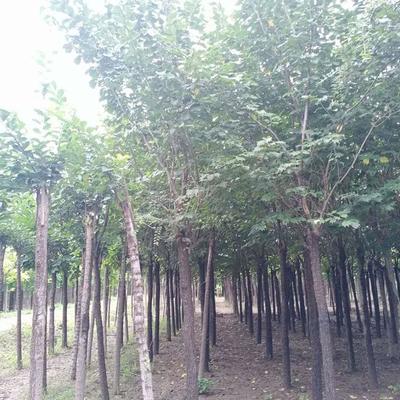 榆樹苗價格 出售8公分10公分榆樹