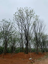 不懂植物生長(zhǎng)原理 基礎(chǔ)常識(shí),不要輕易移植大樹(shù)