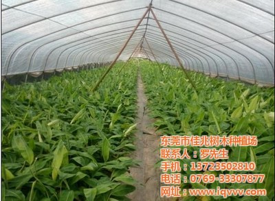 佳兆樹(shù)木 圖 _東莞香蕉苗_香蕉苗