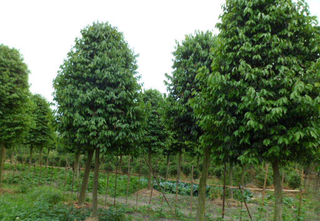 庭院別墅小區(qū)公園綠化苗木 陰香樹(shù)苗 天竺桂苗山玉桂苗行道風(fēng)景樹(shù)