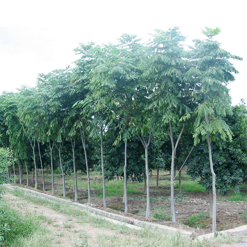 黃山欒樹(shù)苗南北方種植園林工程綠化欒樹(shù)苗北京欒行道樹(shù)庭院欒樹(shù)苗