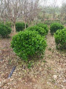 沭陽(yáng)葉敬杰 中國(guó)花木之鄉(xiāng),優(yōu)質(zhì)苗木
