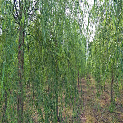 垂柳樹圖片-苗木批發(fā)