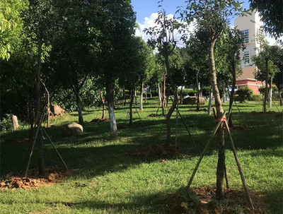 后服中心及資產(chǎn)公司開展“綠美校園”建設(shè)植樹活動(dòng)