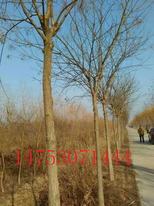 專業(yè)種植基地供應16公分國槐樹