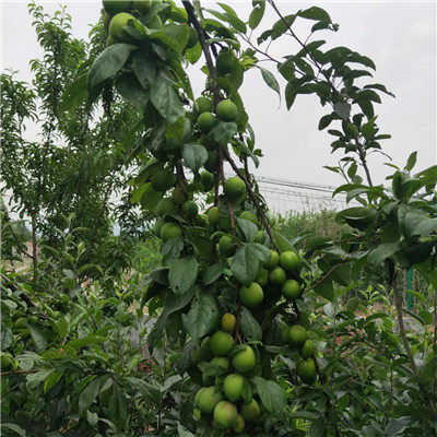 重慶市 秋姬李李子苗種植基地