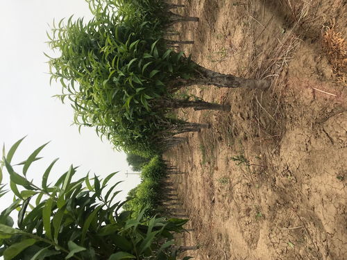 【36-5油蟠桃苗種植技術】- 