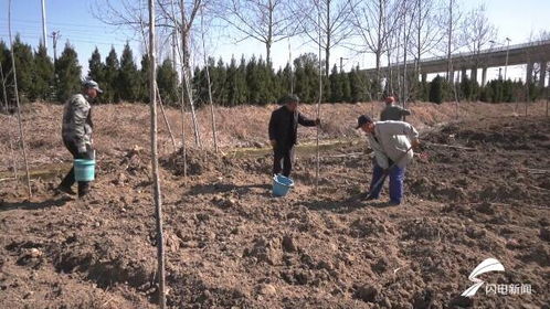 高密 科學種植提高樹木成活率 因地制宜打造美麗鄉(xiāng)村