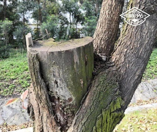 園林苗木種植中常見的誤區(qū) 一