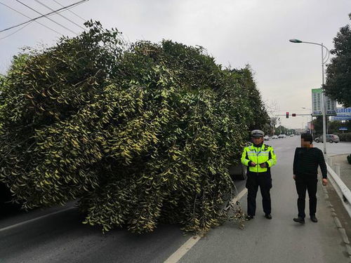 若將沙漠種上樹木,能否減少沙漠化帶來的危害 專家 并不是好事