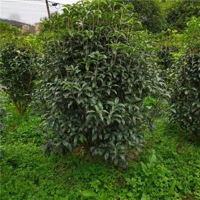 桂花樹供應商 丹桂桂花樹 8公分四季桂價格