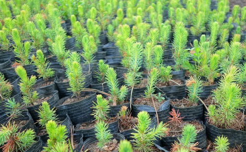 從事綠化樹木種植行業(yè),選擇什么樹種好
