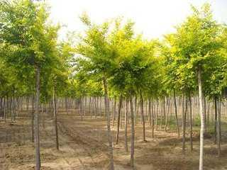 山東適合種植的經(jīng)濟(jì)樹木