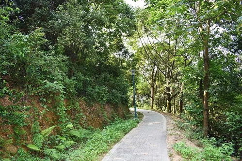 8大湖泊 78種野生動物 數(shù)不盡的生態(tài)林木...深圳最大的森林公園終于開園