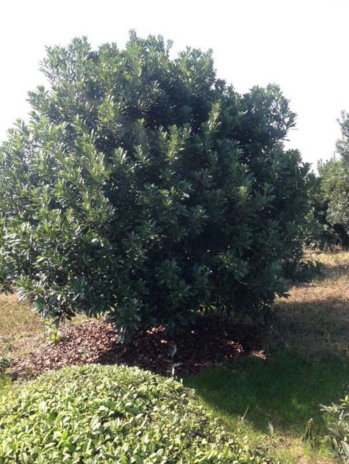 楊梅苗 楊梅苗種植基地 綠林苗木
