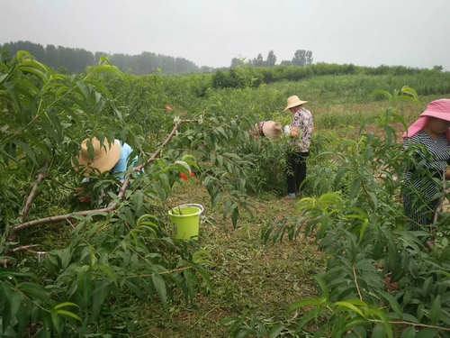 苗木銷(xiāo)售旺季來(lái)臨,種植果玩果樹(shù)苗大有 錢(qián)途