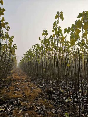 2020年楊樹(shù)苗報(bào)價(jià) 21年無(wú)絮楊樹(shù)苗報(bào)價(jià)