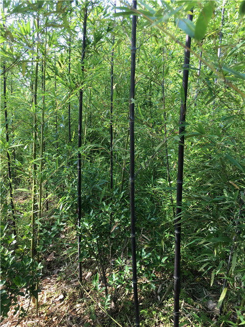 常德3米高紫竹出售苗木