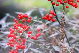 重慶南天竹廠家基地種植直銷哪家好