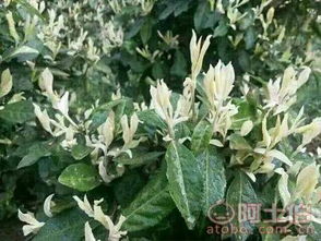 雅安市名山區(qū)惠農(nóng)苗木種植農(nóng)民專業(yè)合作社 熱賣促銷 阿土伯網(wǎng)