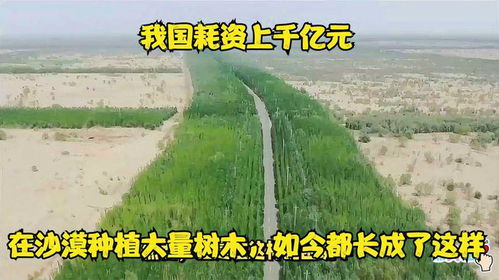 我國(guó)耗資上千億元,在沙漠種植大量樹木,如今都長(zhǎng)成了這樣