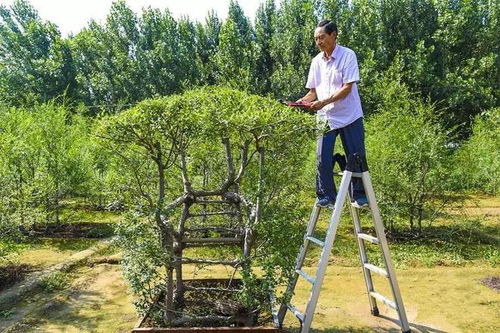 河北農(nóng)民不會(huì)木工,花8年種出椅子,8萬不賣,網(wǎng)友 真 原木家具