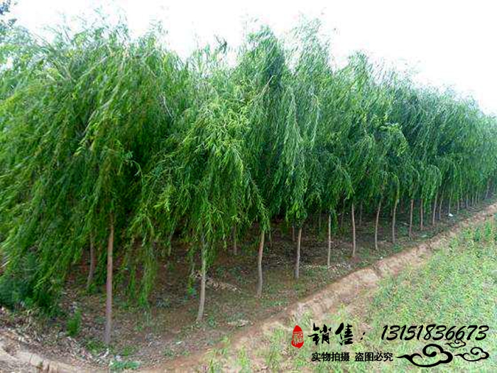 青絲柳樹垂柳樹苗垂柳樹綠化樹木庭院別墅廠區(qū)綠化樹木河邊柳樹