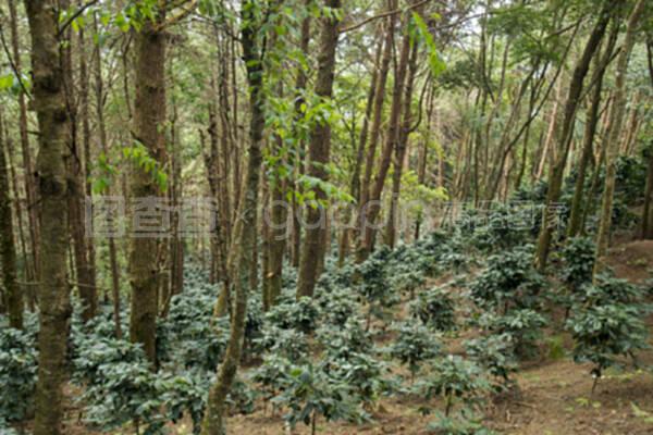 泰國清邁土東咖啡種植園