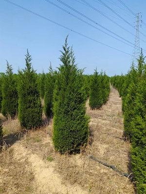 新疆圖木舒克蜀檜培育基地