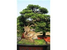 第3頁 產(chǎn)品展示 瀏陽市軒達苗木種植專業(yè)合作社