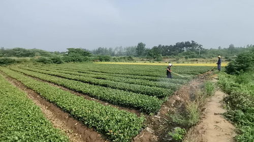 雷官村苗木合作社的頭條主頁 今日頭條