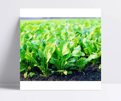 田園 蔬菜 綠色 菜地 番茄 辣椒 水稻 青菜 豆 新鮮 葫蘆 蘆薈 無公害 瓜 茄子 田園,蔬菜,綠色,菜地,番茄,辣椒,水稻,青菜,豆,新鮮,葫蘆,蘆薈,無公害,瓜,茄子 冬日暖陽