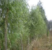 菏澤志信苗木基地 苗木,優(yōu)質(zhì)喬木,優(yōu)質(zhì)灌木,百日紅,金絲柳,金枝槐