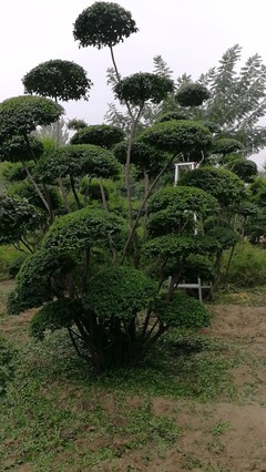 小葉女貞造型樹(shù)品種圖片大全