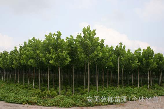 大量供應(yīng)法桐 長(zhǎng)勢(shì)好 價(jià)格低 歡迎您來(lái)我處視察 另有其它灌木喬木類(lèi)樹(shù)木 電話18630809386-安國(guó)蔥郁苗圃(個(gè)體經(jīng)營(yíng))