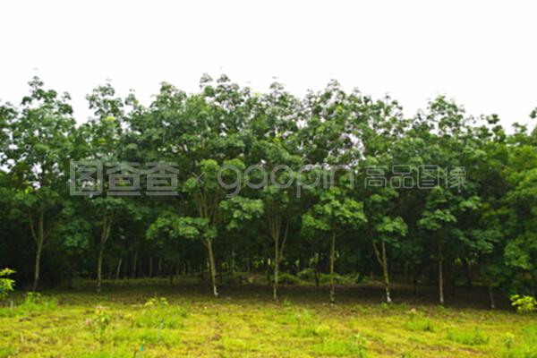 泰國(guó)一排排的橡膠樹(shù)
