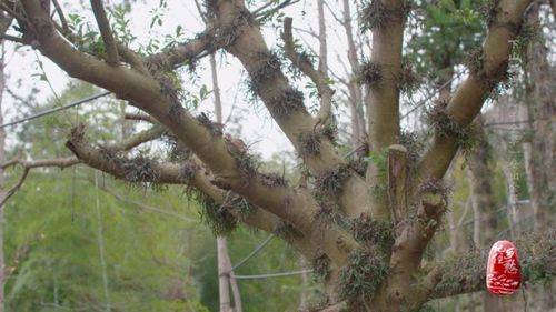 小小 千金草 ,帶富這座村莊