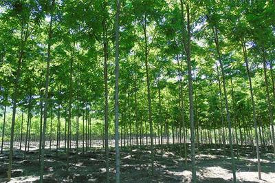 繼煤、石油、天然氣后,這種樹(shù)的能源價(jià)值全球公認(rèn)